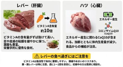 レバー(肝臓)とハツ(心臓)にも触れておきましょう。
レバーはビタミンAの含有量がずば抜けて高い部位です。ビタミンAは目や皮膚の粘膜を健やかに保つ働きがあり、日本食肉消費総合センターによると、レバー